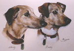About Face - Supporting Animal Charities Worldwide